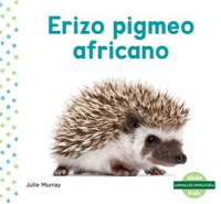 Erizo_pigmeo_africano__African_Pygmy_Hedgehog_